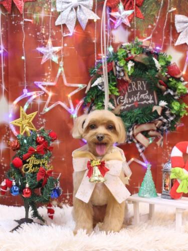 20231209モカくん